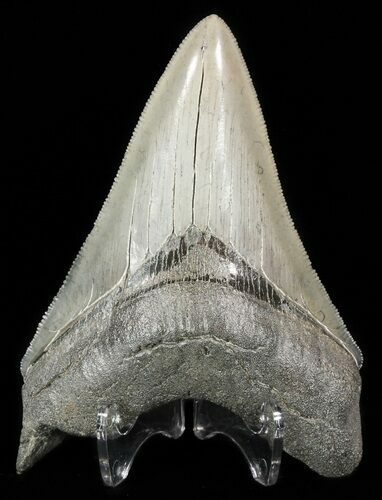 Serrated, Megalodon Tooth - South Carolina #51135